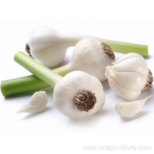 Loose Packing Top Fresh White Garlic